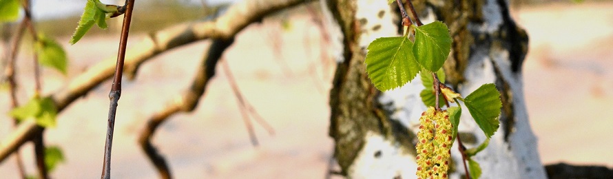 Siitepölykausi on jo alkanut. Nyt on hyvä aika vaihtaa suodattimet.